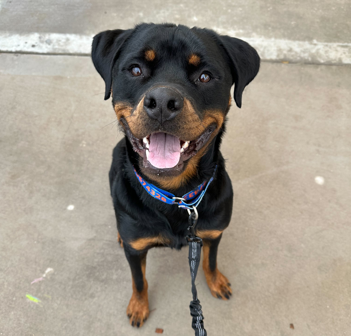 Close up of a cute Rottweiler